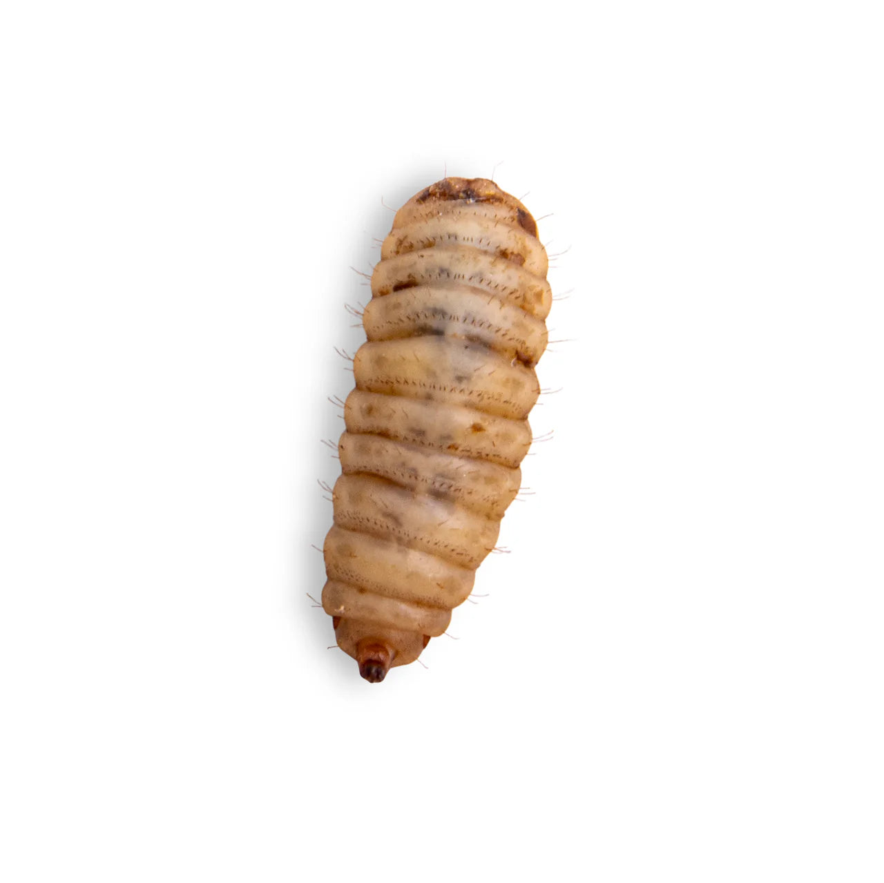 Live Black Soldier Fly Larvae (BSFL)