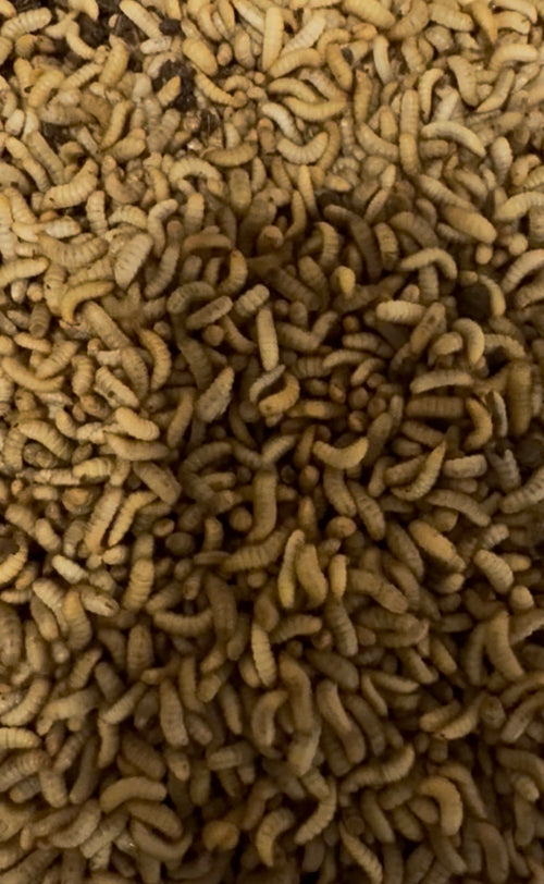 Live BSFL for Chickens – Premium Black Soldier Fly Larvae (Sold by Pound)