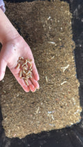 Live Black Soldier Fly Larvae